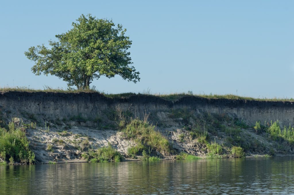 A lonely tree on a precipice above the river
