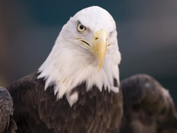 a wind energy company has pleaded guilty after killing at least 150 eagles