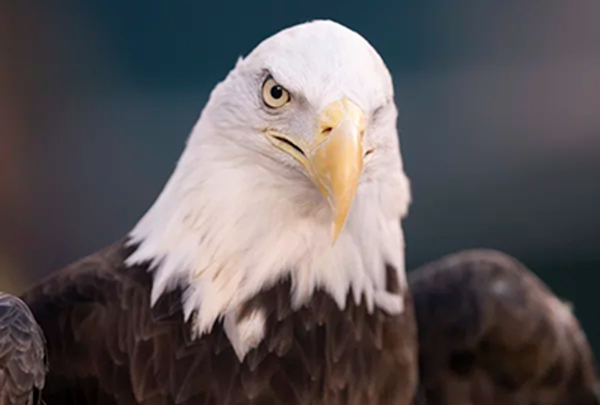 bald eagle 1200x810