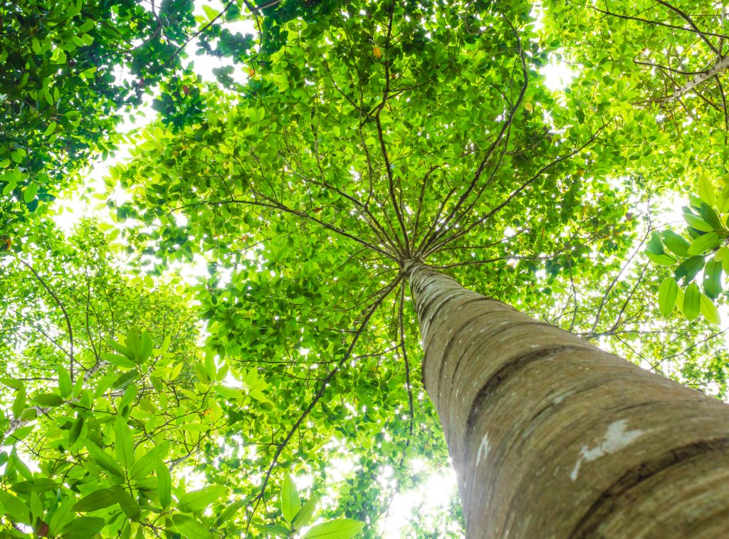 trees,can,help,offset,the,buildup,of,carbon,dioxide,in