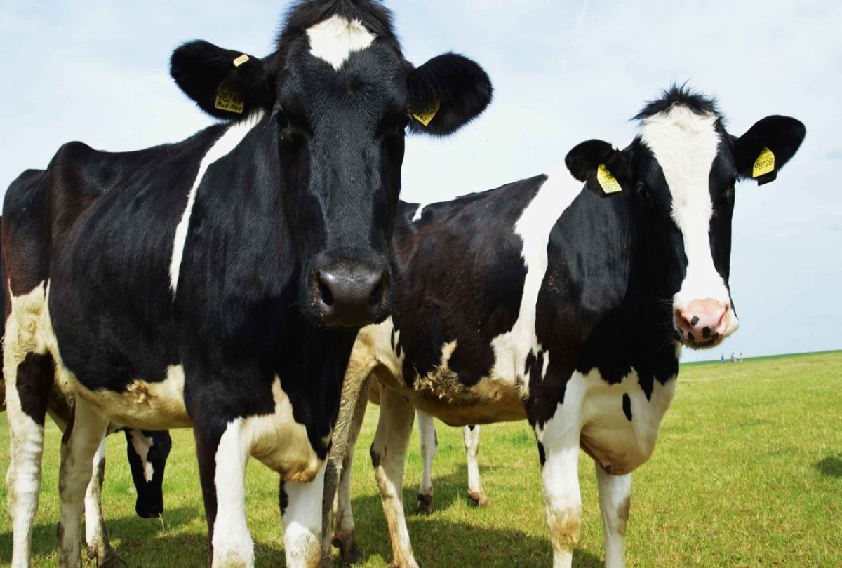 cows 1200x810