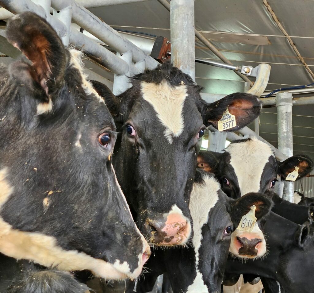 natural gas critical for canadian dairy farm 3