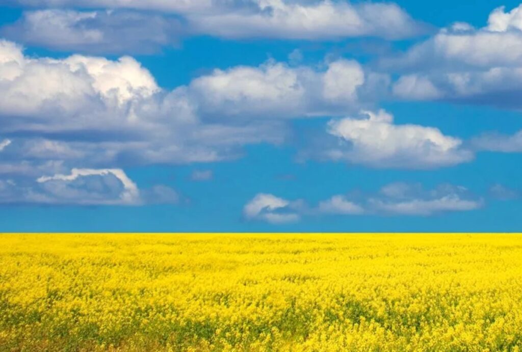 canola field with blu sky 1200x810