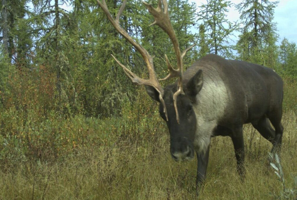 cp154493986 a caribou moves through the algar region of northeast alberta 1200x810