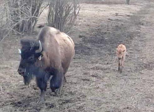 bison baby 491x0 c default