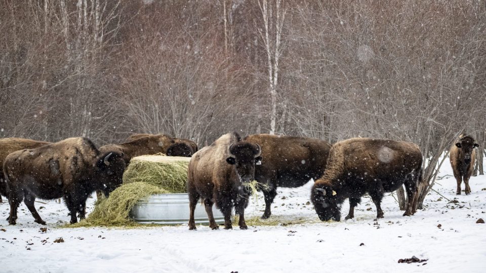 bison feeding 2 scaled e1782144810402 960x0 c default