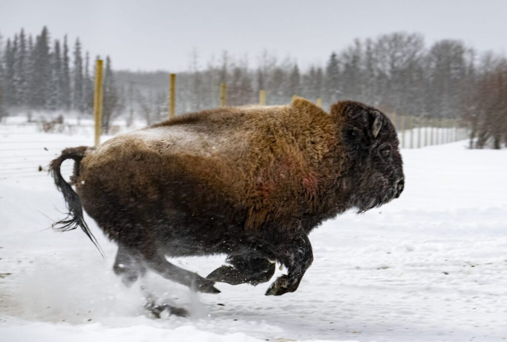 bison scaled e1782141532149 1200x810