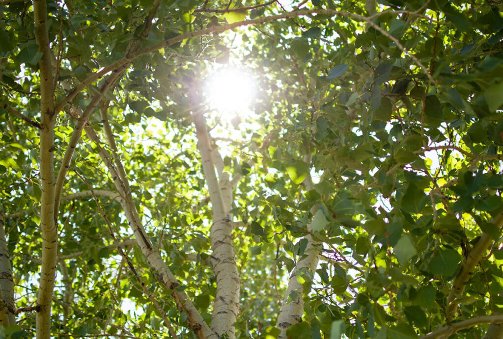 keyera and project forest will plant native species, with balsam poplar and white birch cec 1200x810