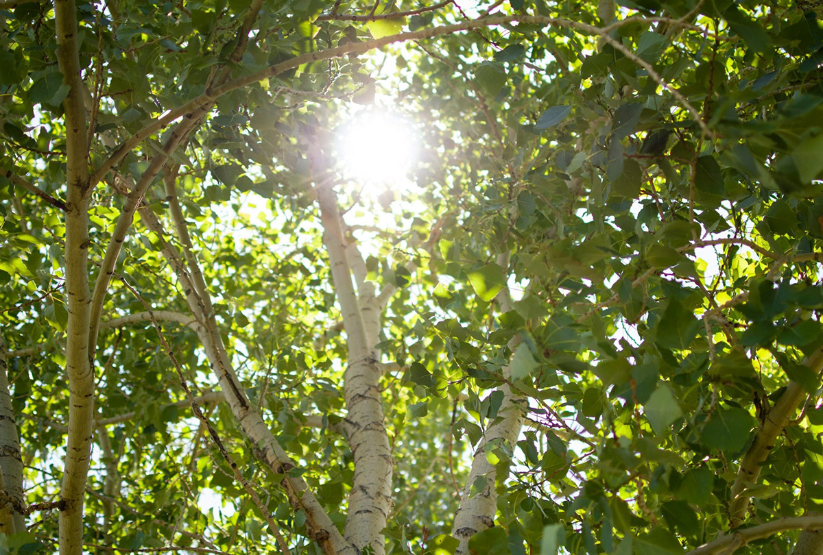 keyera and project forest will plant native species, with balsam poplar and white birch cec 1200x810