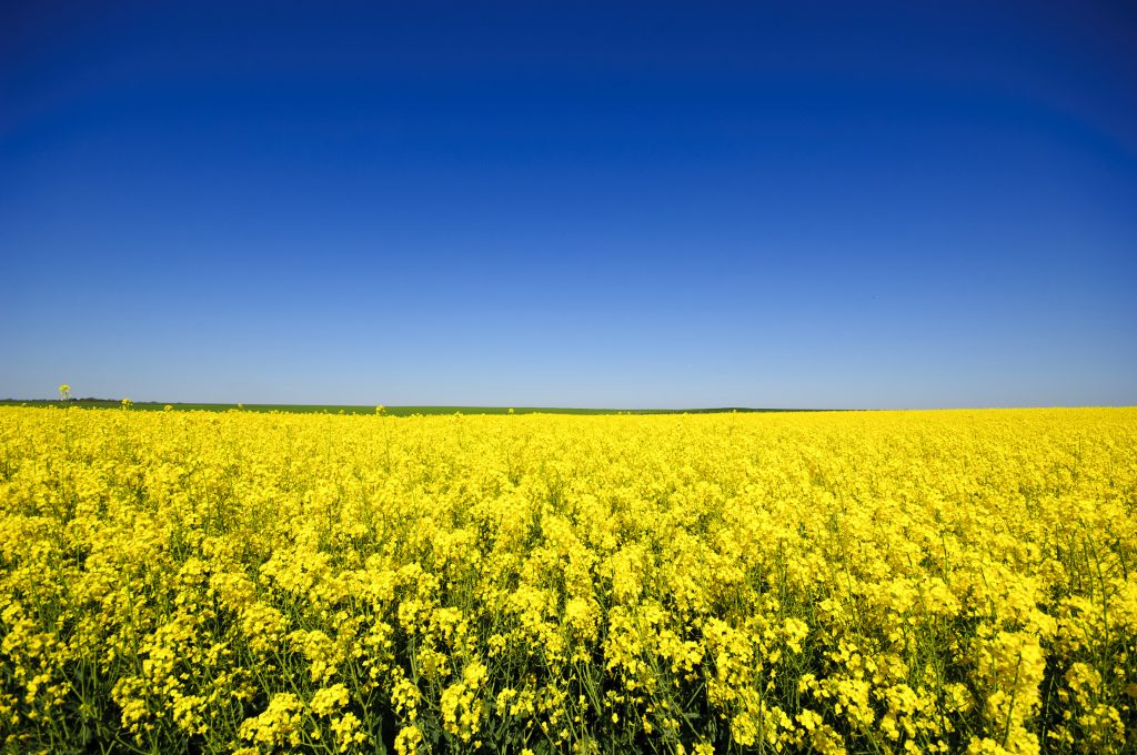 Exova Canola Field